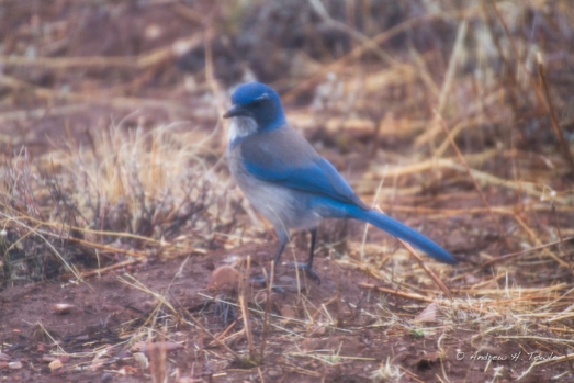 Western Scrub Jay - Nice eye brows. Only those who know me personally will understand that remark.