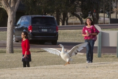 Two girls with a white goose