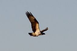 Osprey holding trout in talons