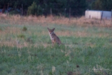 Coyote Field