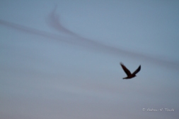 Morning Raven Flight